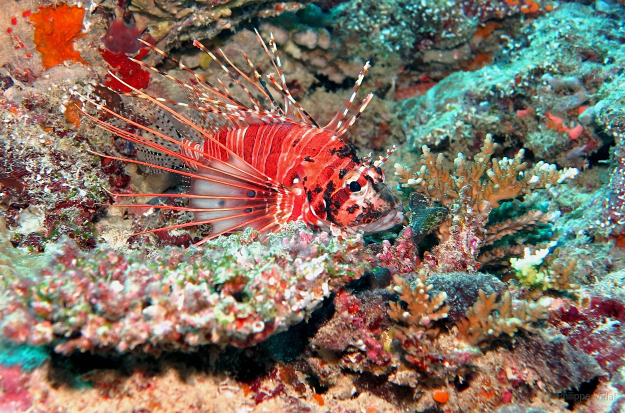 Velidhu - 2013_03_12 - IMG_0569rf_Laffe cornu ou poisson diale ou pterois a antennes - Pterois antennata_Wissaradhuni thila_Plongee.jpg